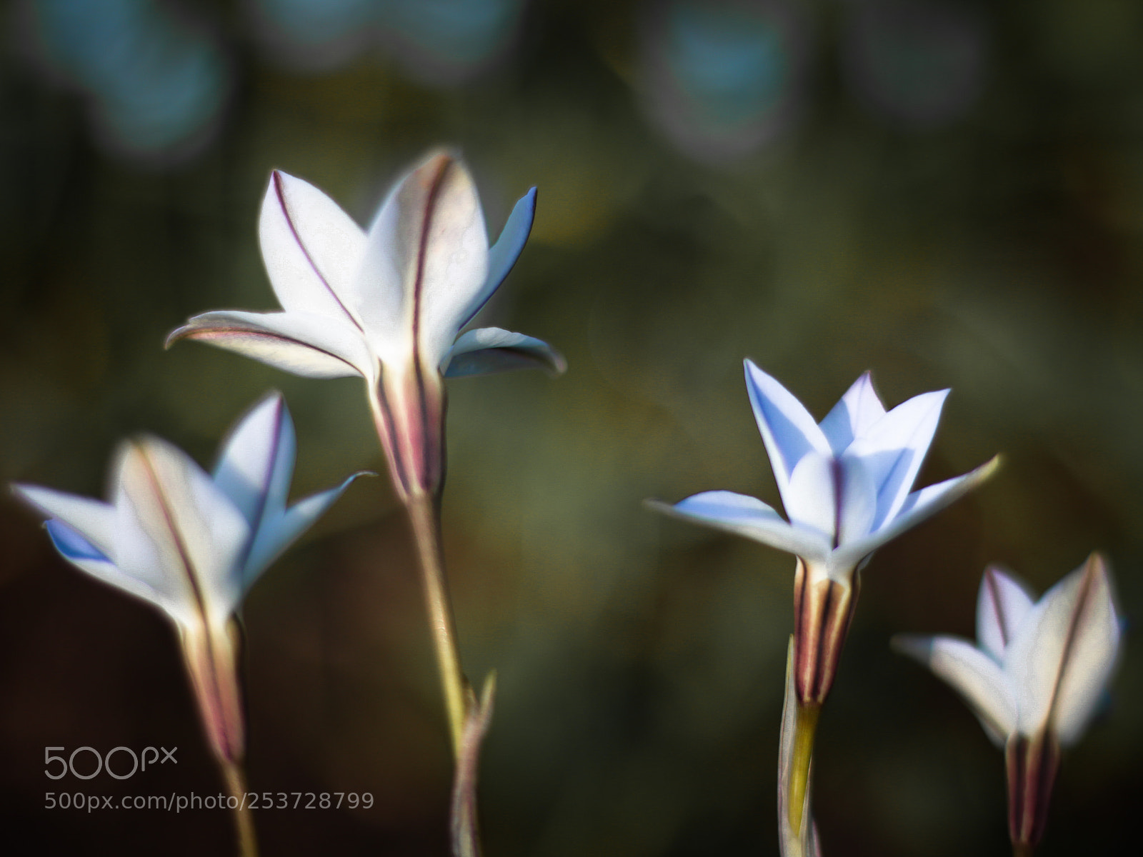 Canon EOS 70D sample photo. Dream away by the photography