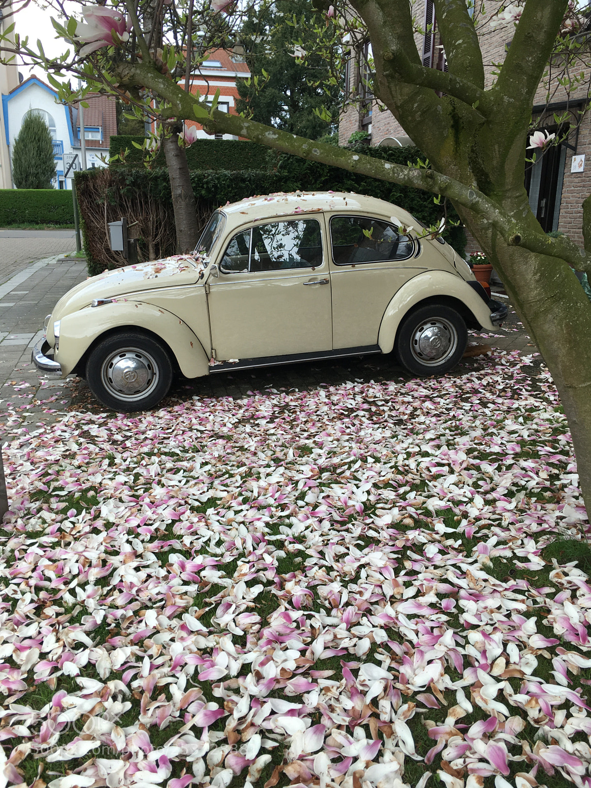 Apple iPhone SE sample photo. Bettle at spring under photography