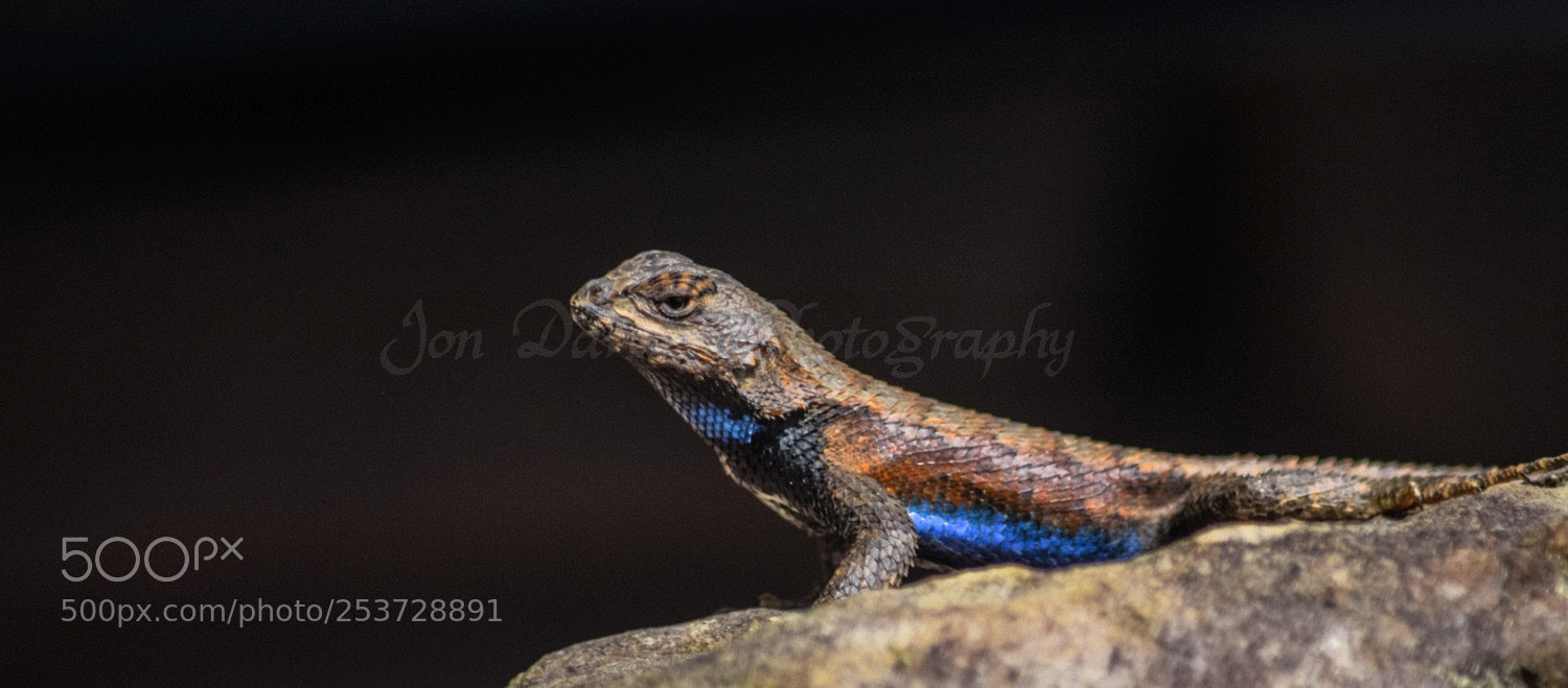 Nikon D5300 sample photo. Eastern fence lizard photography