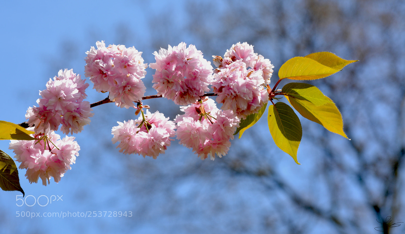 Nikon D5200 sample photo. Prunus serrulata photography