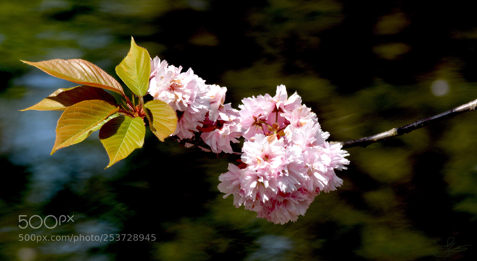 Nikon D5200 sample photo. Prunus serrulata photography