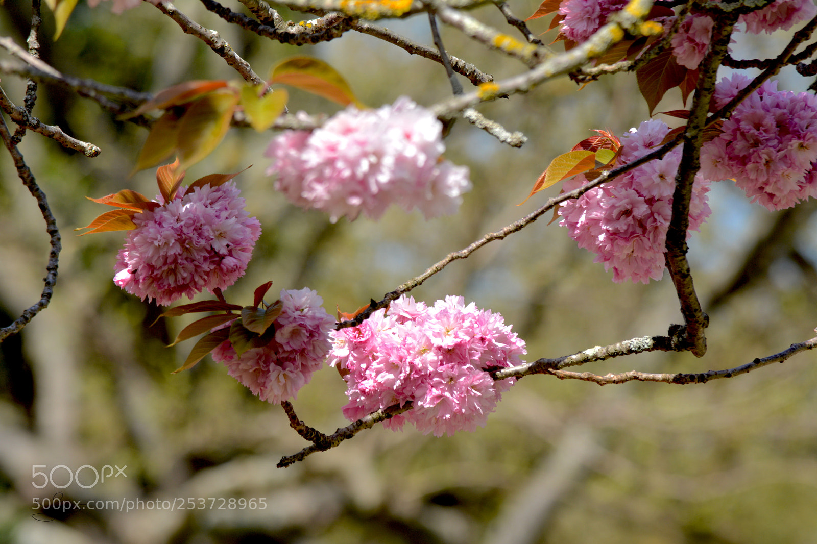 Nikon D5200 sample photo. Prunus serrulata photography