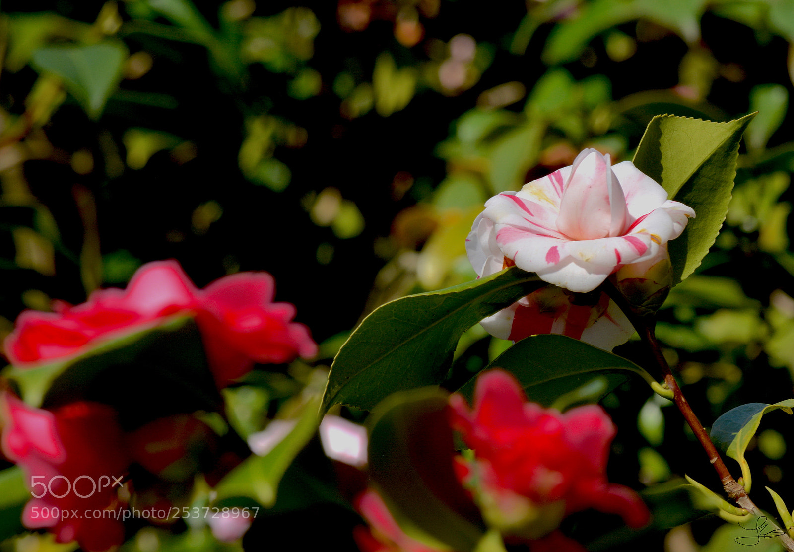Nikon D5200 sample photo. Rose photography