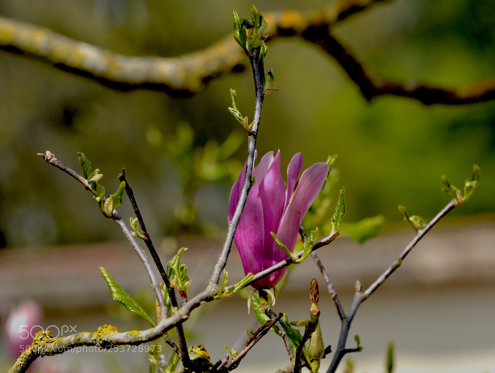 Nikon D5200 sample photo. Flower photography