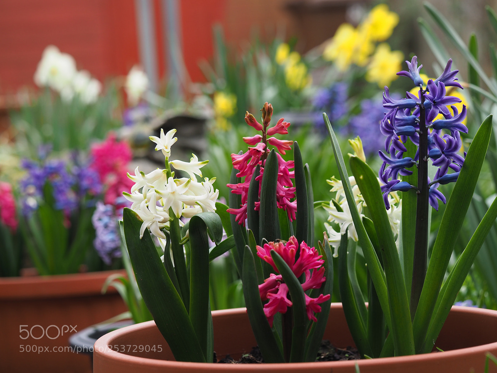 Olympus OM-D E-M1 Mark II sample photo. Spring garden photography