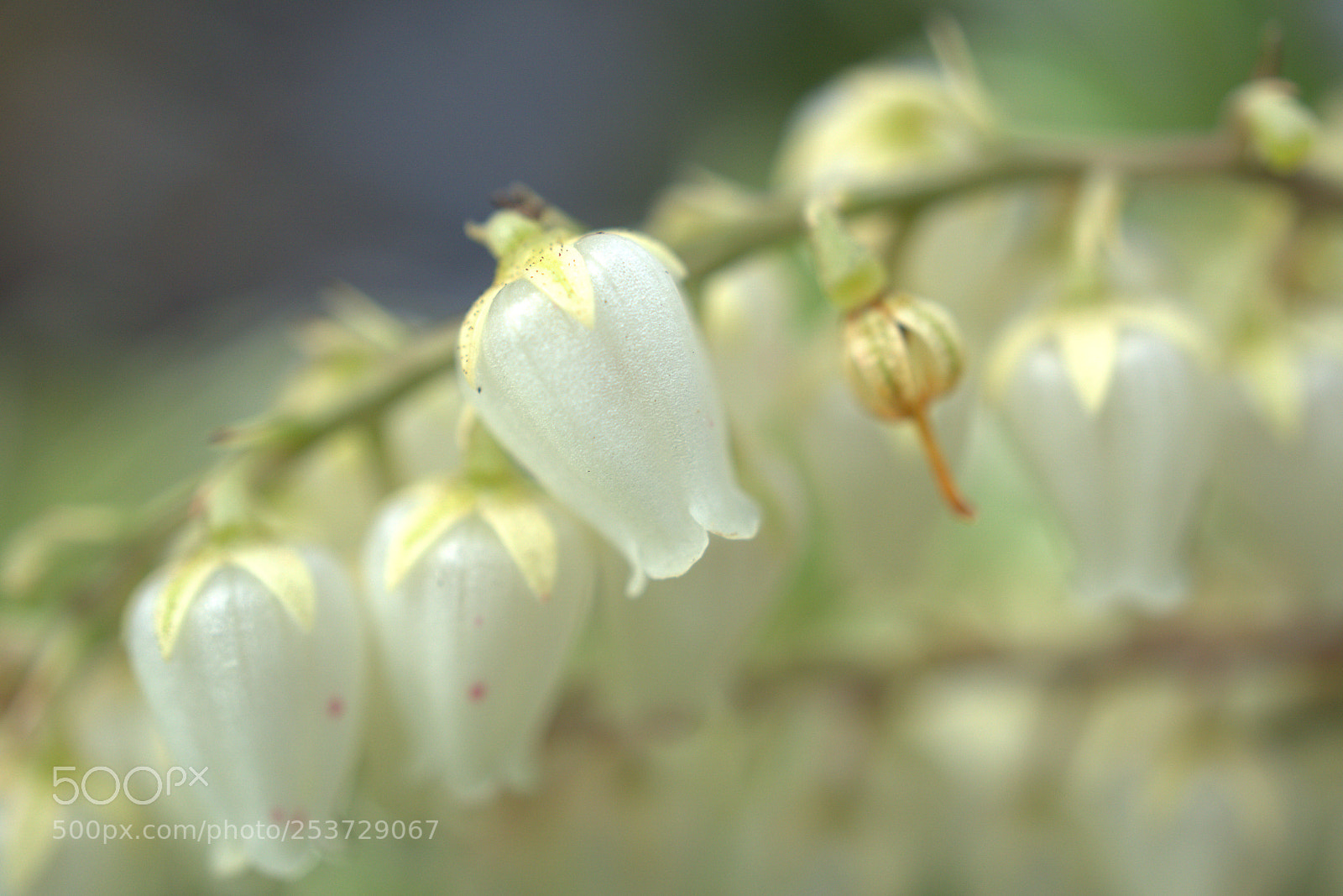 Sony a6000 sample photo. Spring flowers at rising photography