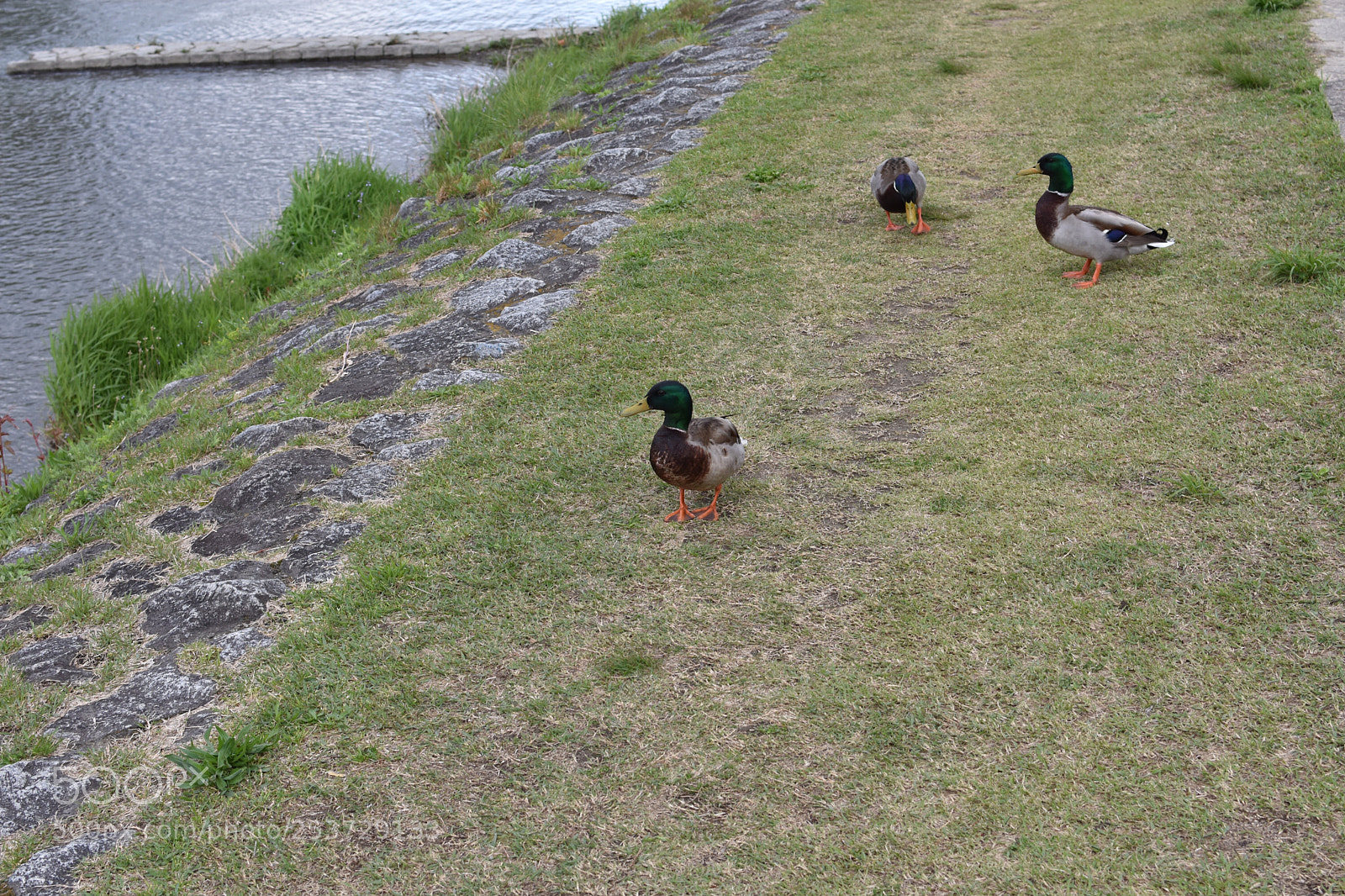 Nikon D3400 sample photo. Untitled photography