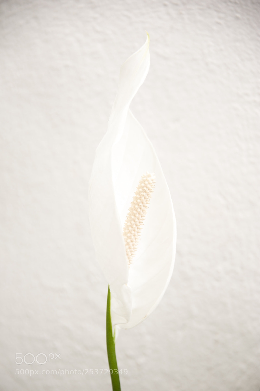 Nikon D700 sample photo. White on white photography