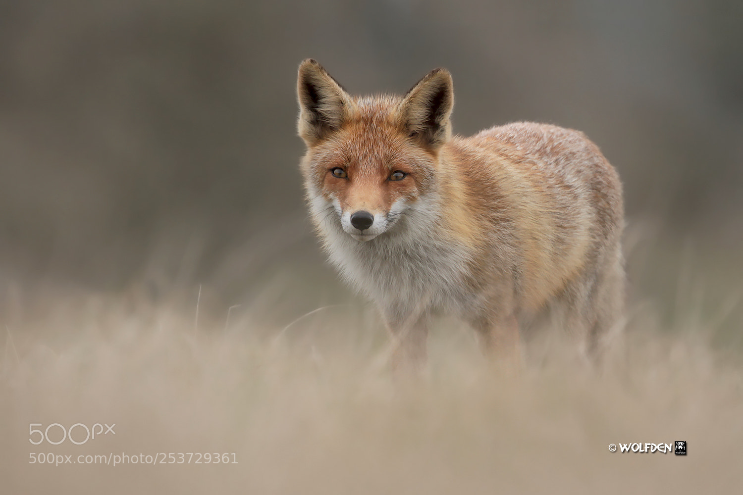 Canon EOS 7D sample photo. Fox on the field photography