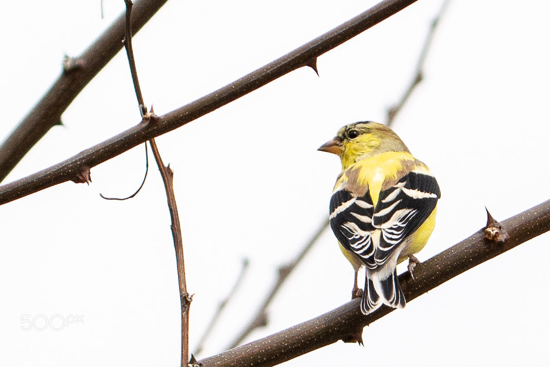 Nikon D7100 sample photo. Yellow finch photography