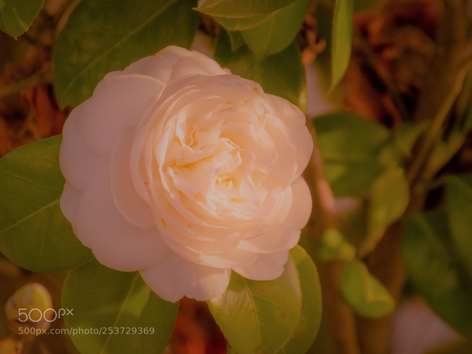 Nikon D7100 sample photo. White camelilia in sunset photography