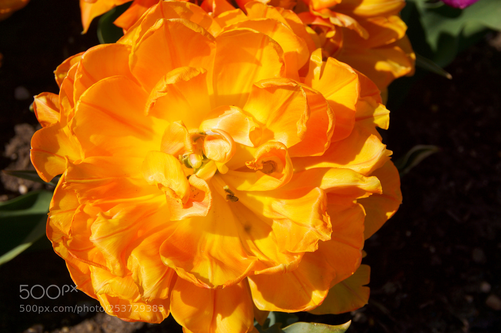 Sony a6000 sample photo. Orange tulip photography