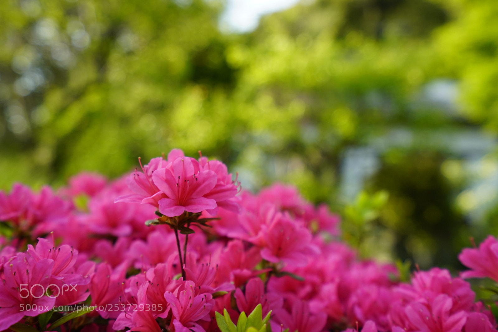 Sony a7 III sample photo. Untitled photography