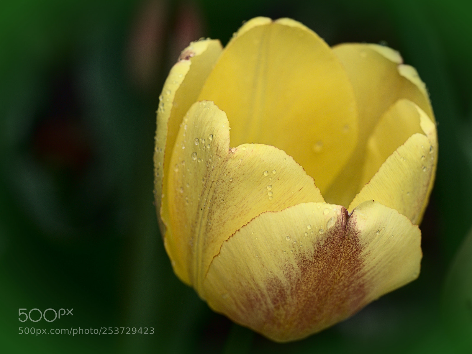 Nikon D7000 sample photo. Tulip in droplets of photography
