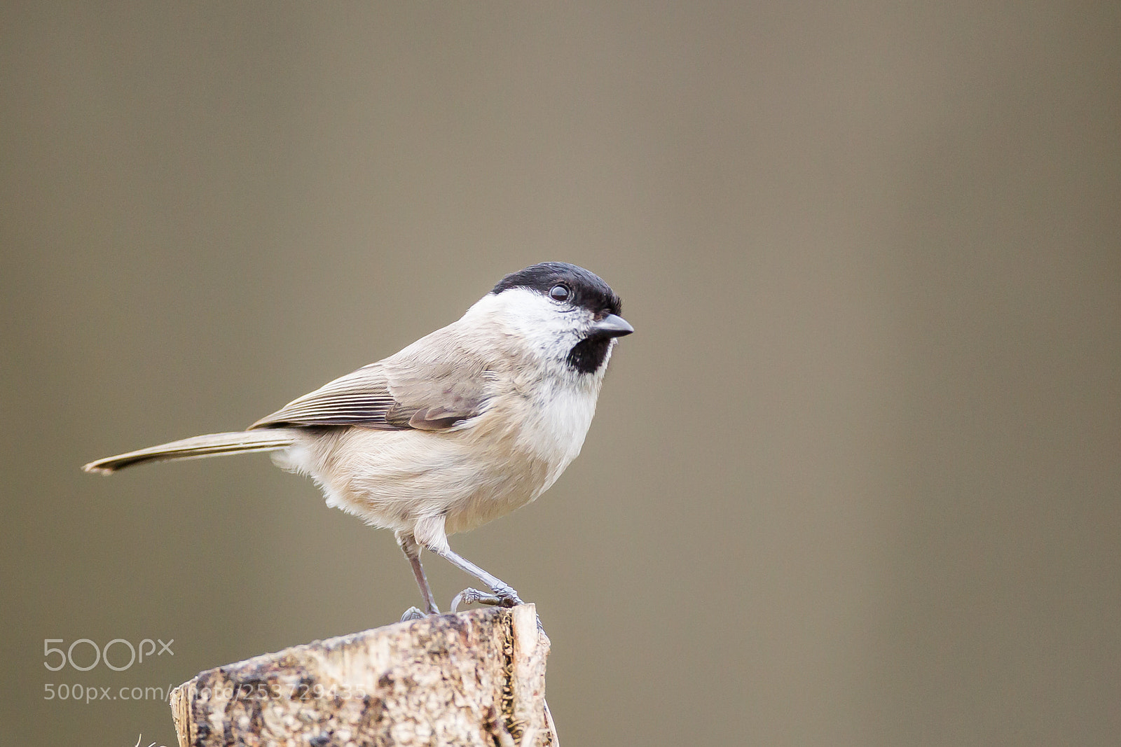 Canon EOS-1D Mark IV sample photo. Marsh tit photography