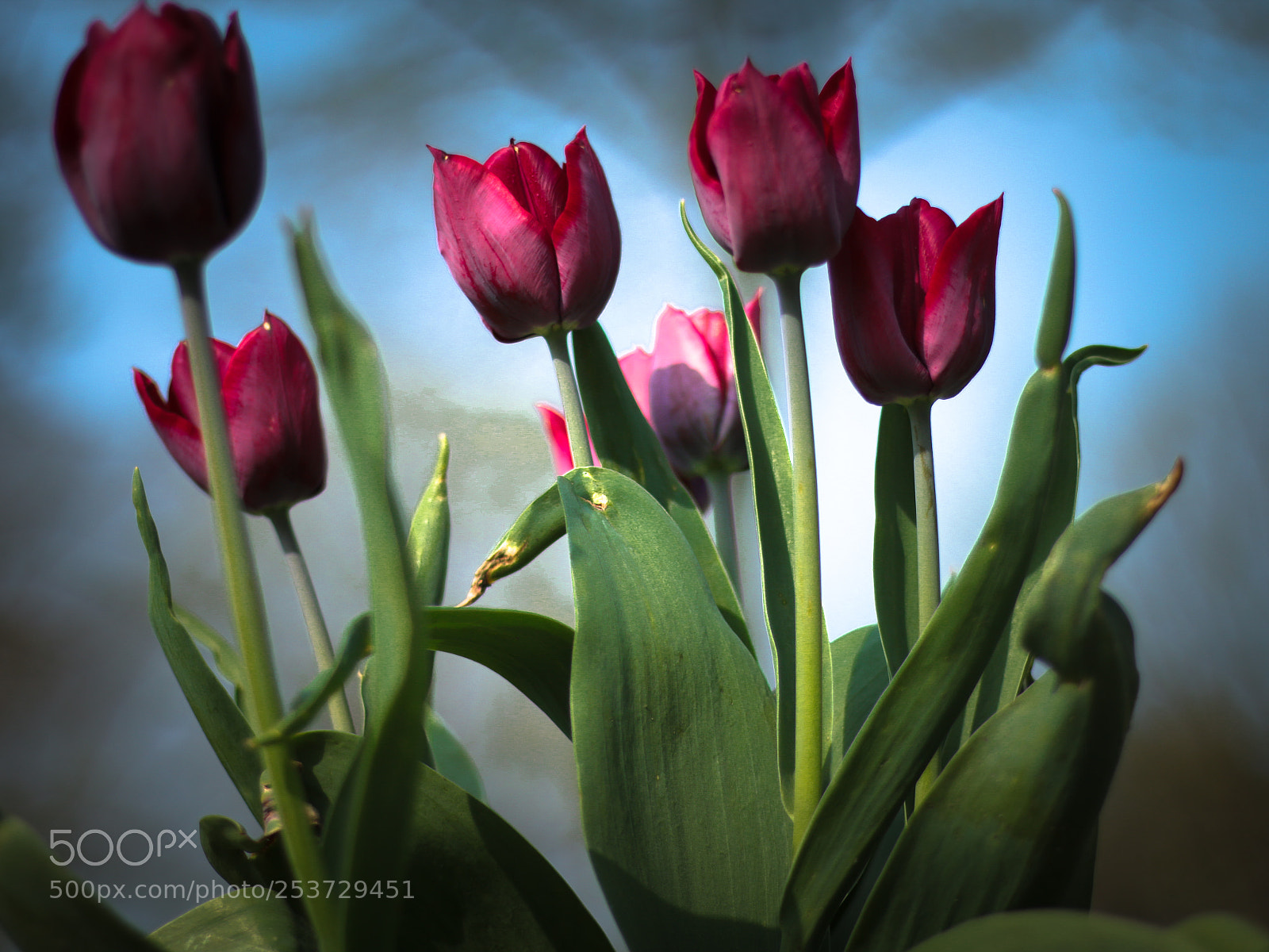 Canon EOS 70D sample photo. Tulips are red my photography
