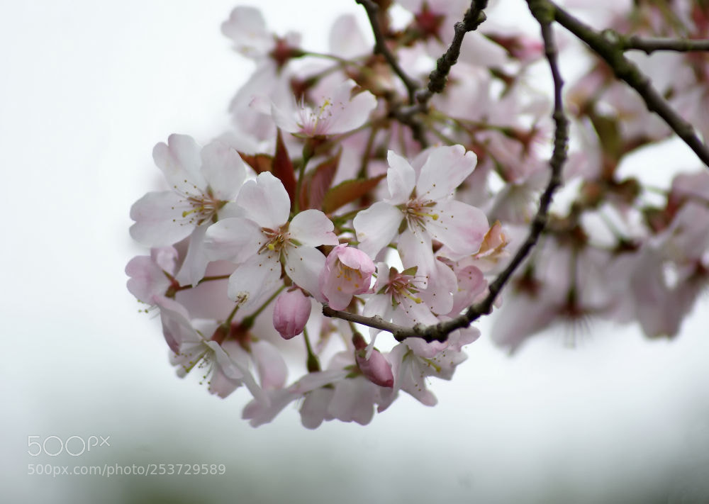 Sony Alpha DSLR-A100 sample photo. Cherry blossom photography