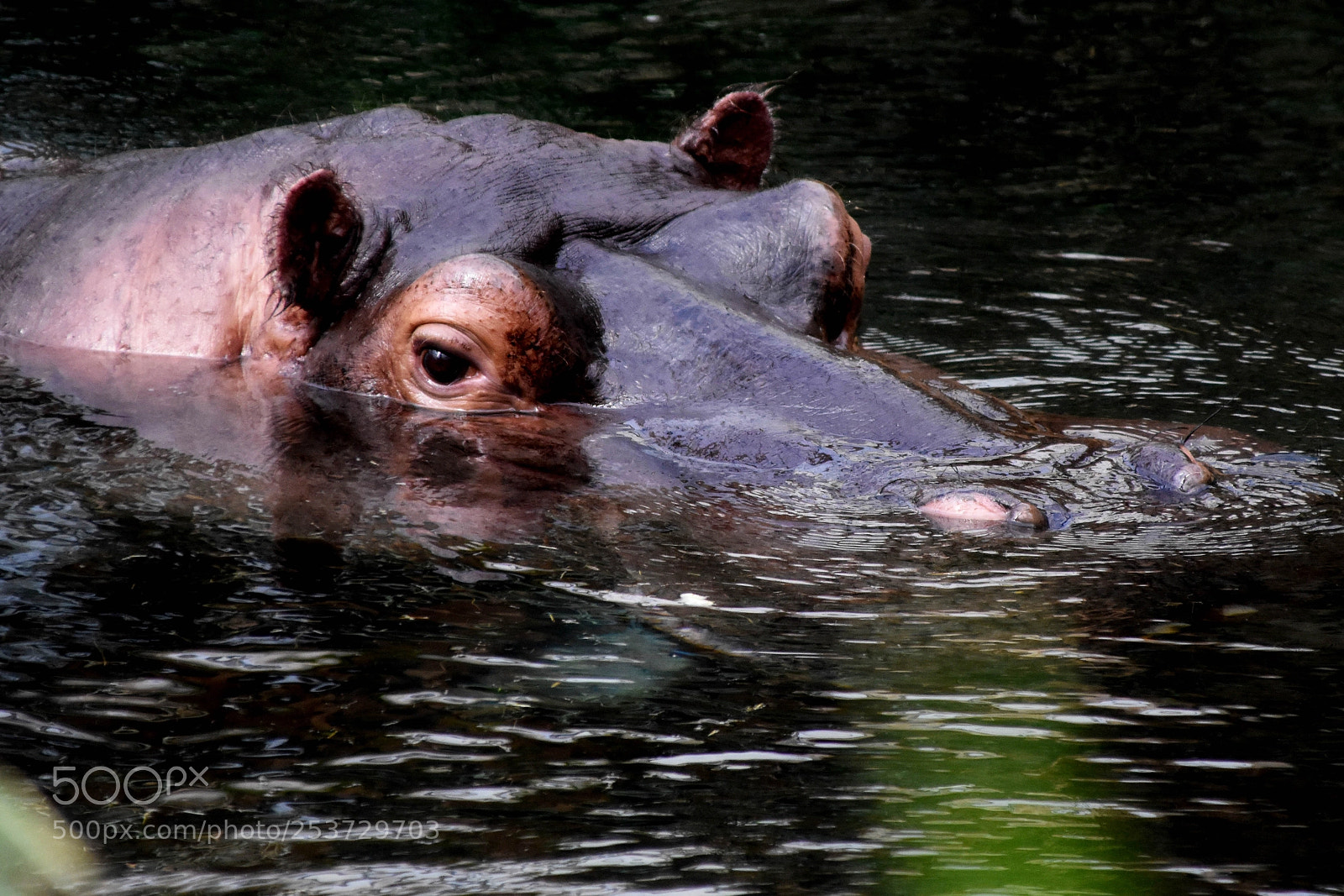 Nikon D3400 sample photo. Hippo photography
