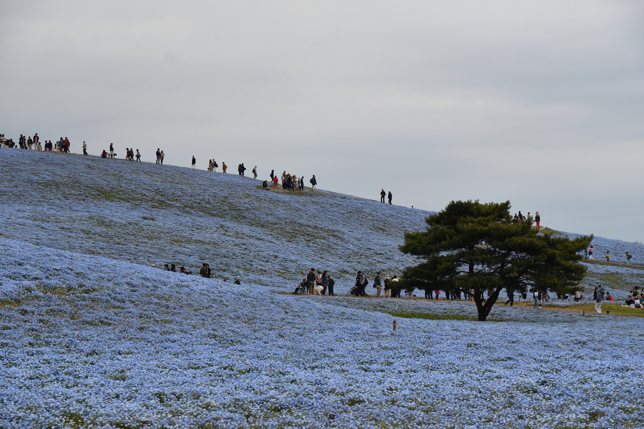 Nikon D500 sample photo. Nemophila world photography