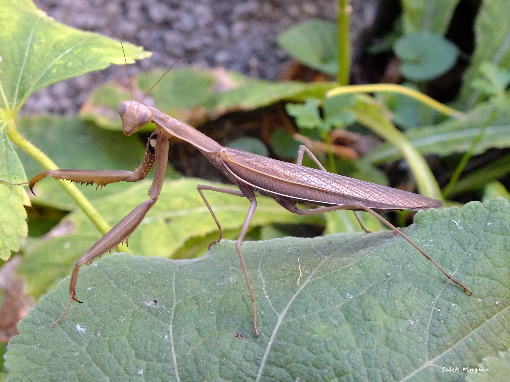 Fujifilm FinePix HS30EXR sample photo. Mantis religiosa photography