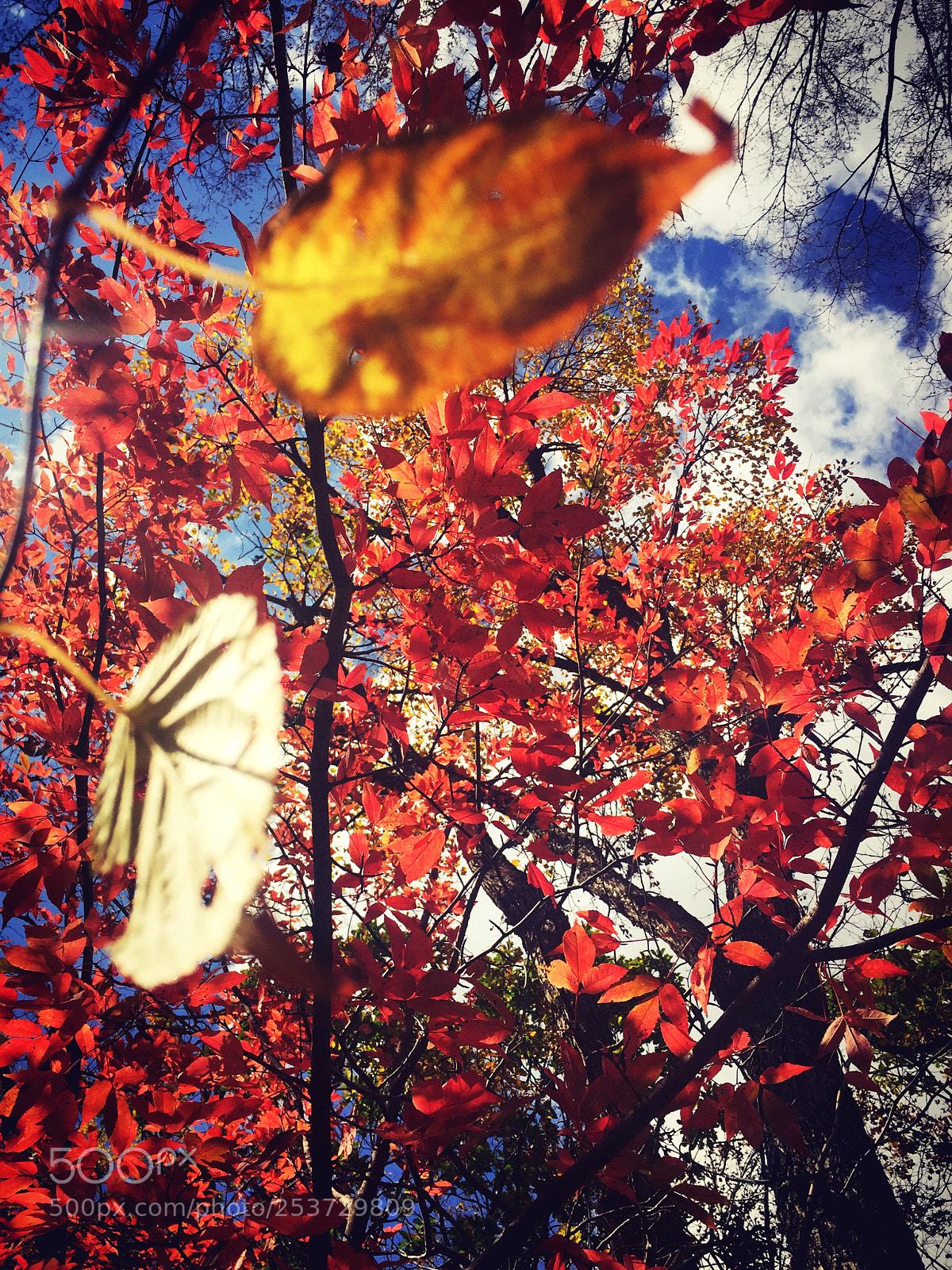 Apple iPhone 6 sample photo. Tree photography