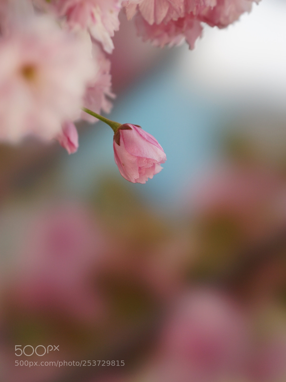 Sony a7 II sample photo. 蒼穹映櫻 photography
