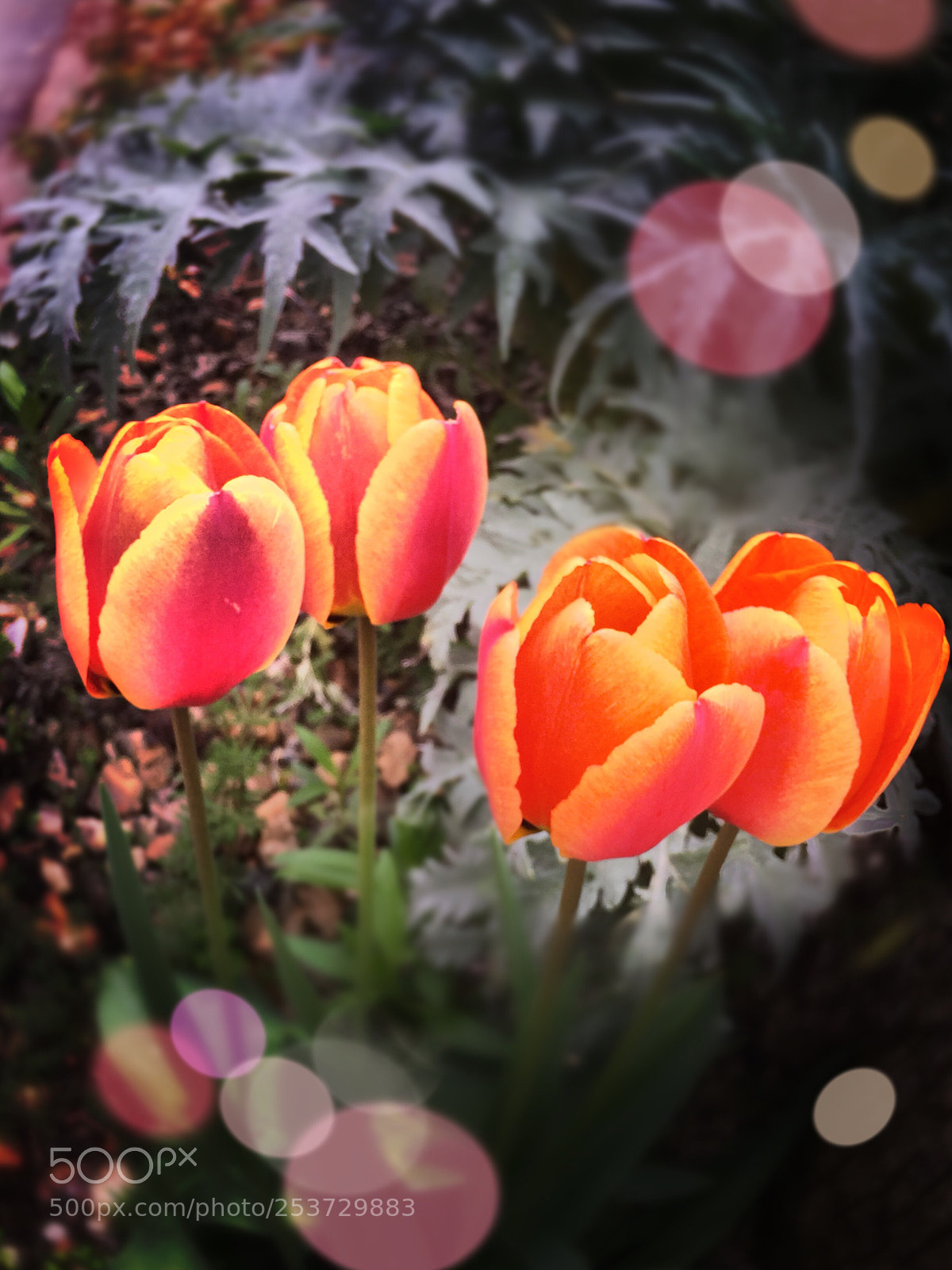 Apple iPhone 6 sample photo. Les trois-moutiers photography