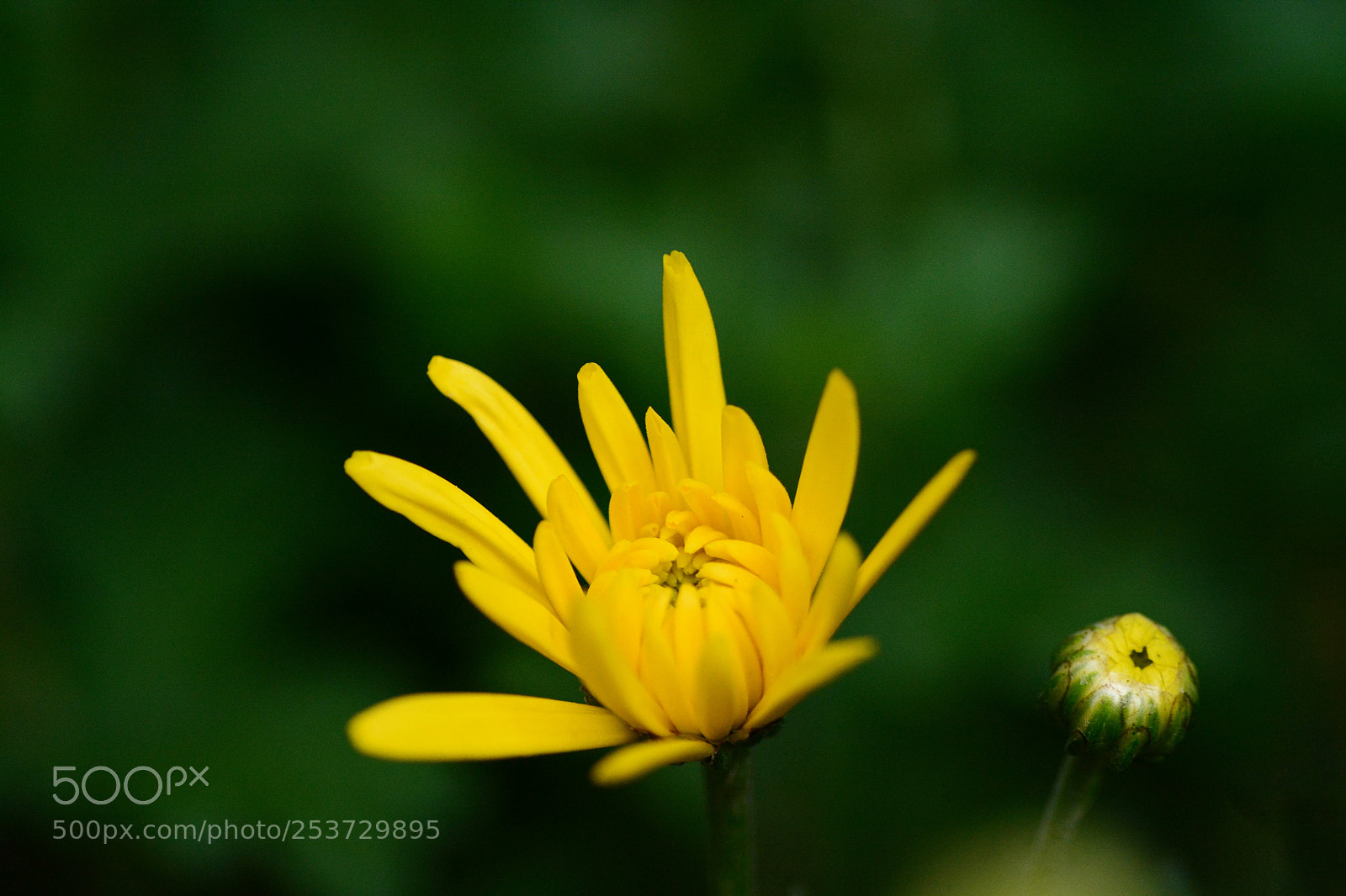 Nikon D7100 sample photo. Untitled photography