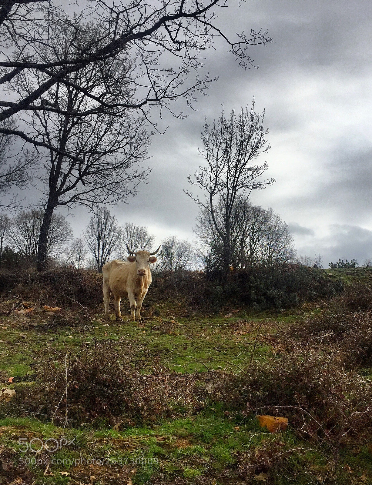 Apple iPhone 6 sample photo. Bucólico photography