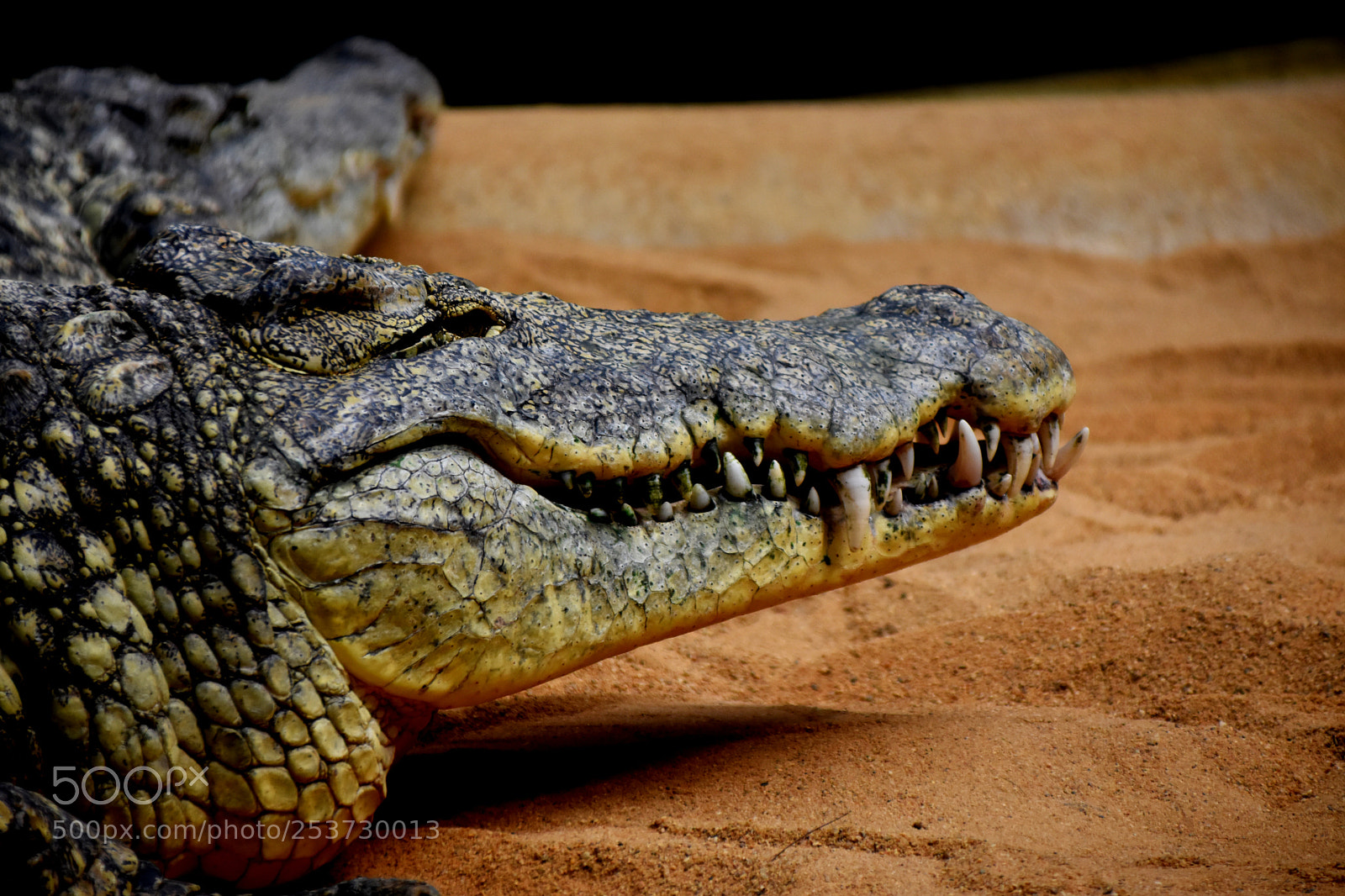 Nikon D3400 sample photo. Teeth photography