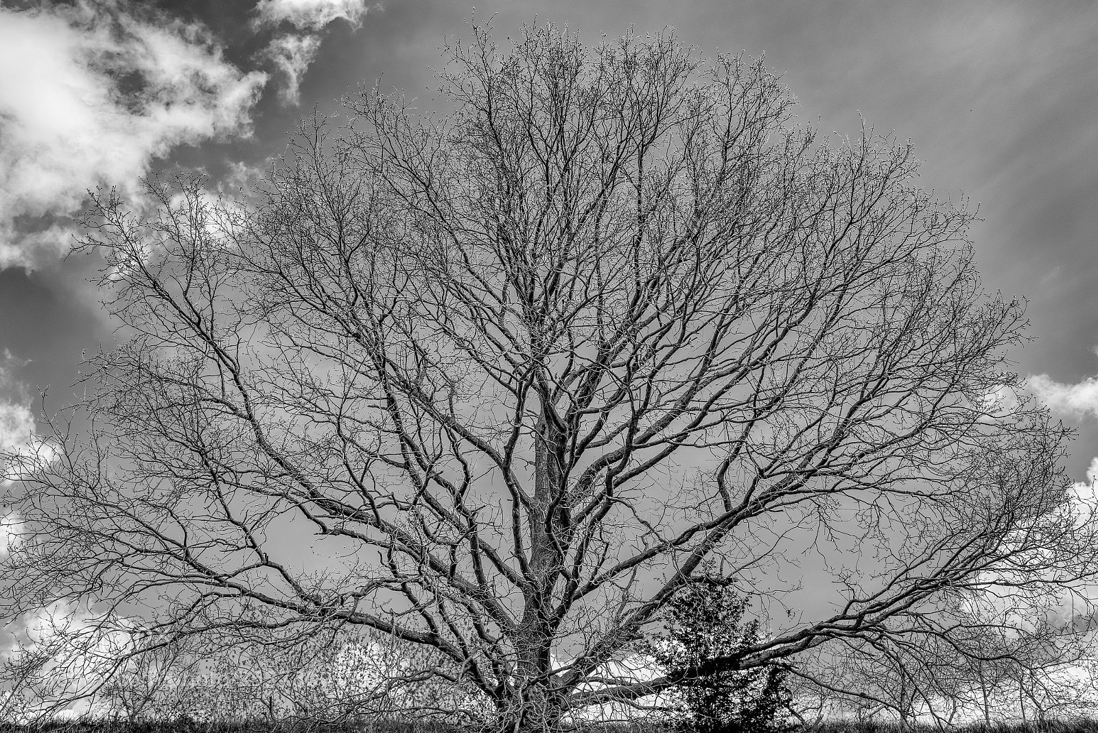Nikon D810 sample photo. A tree in spring photography