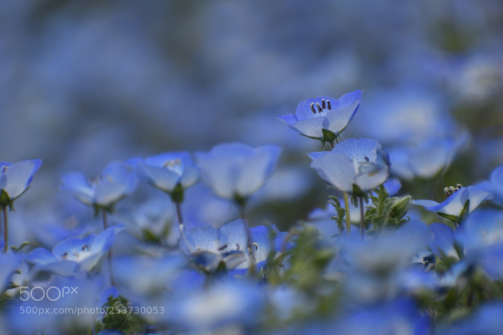Nikon D5600 sample photo. Nemophila photography