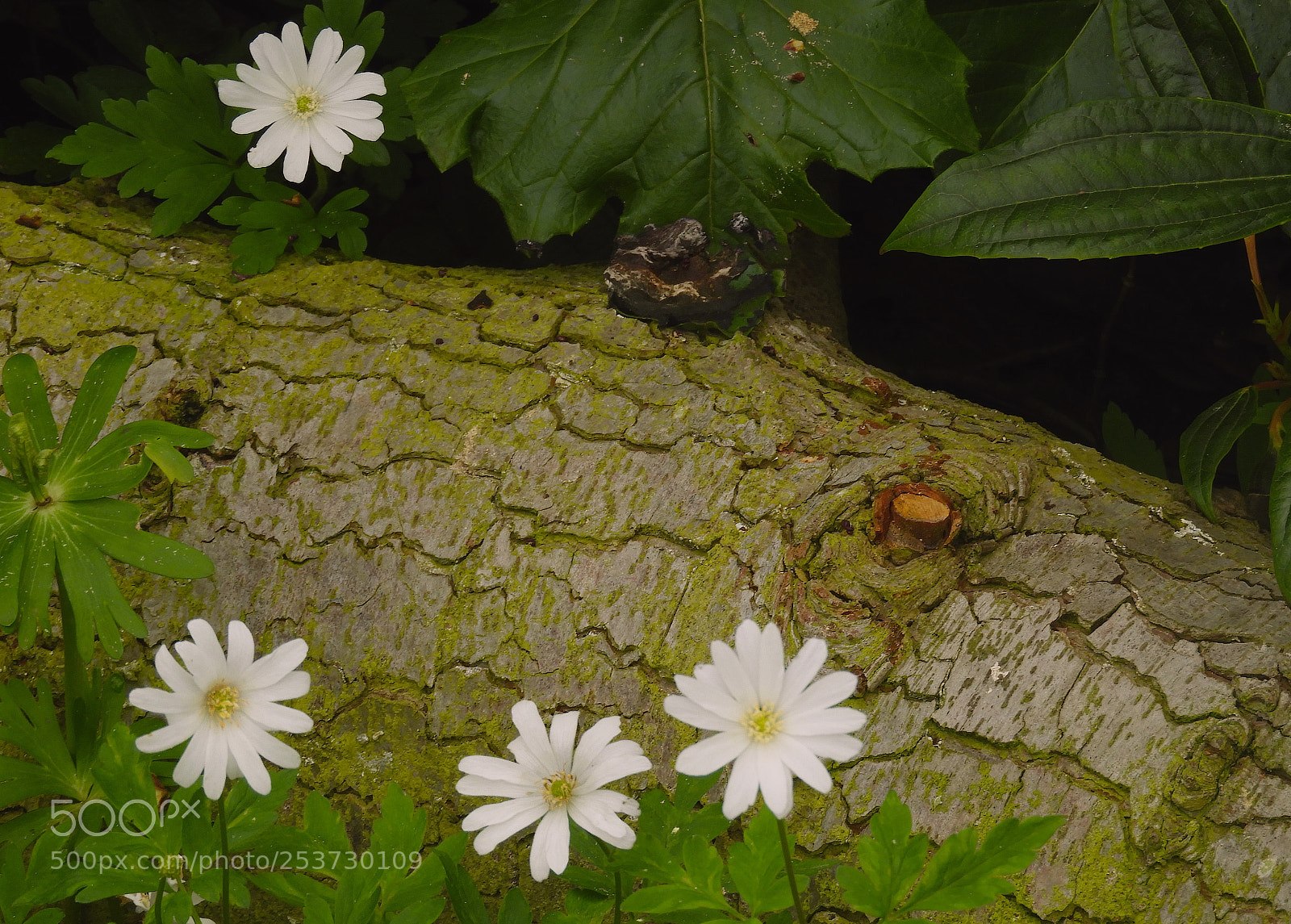 Nikon Coolpix B700 sample photo. Anenomes and log photography