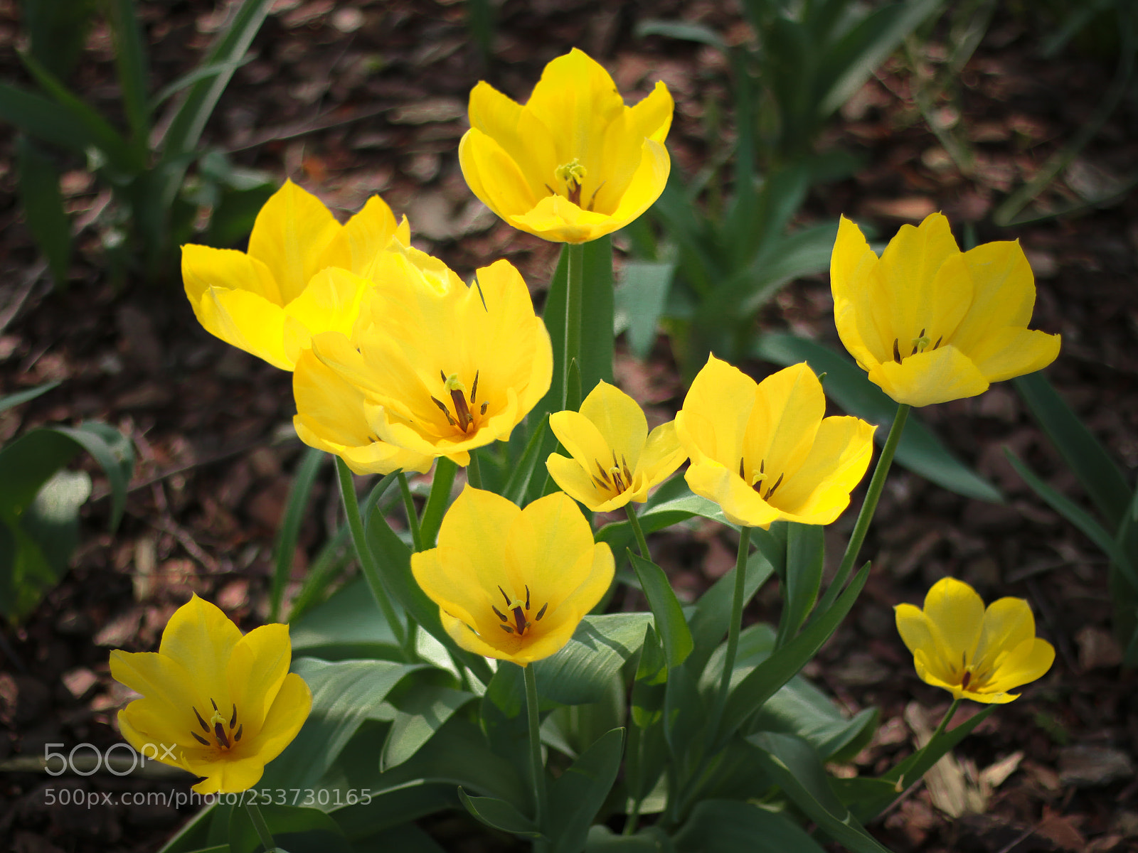 Canon EOS 70D sample photo. Yellow beauty. photography