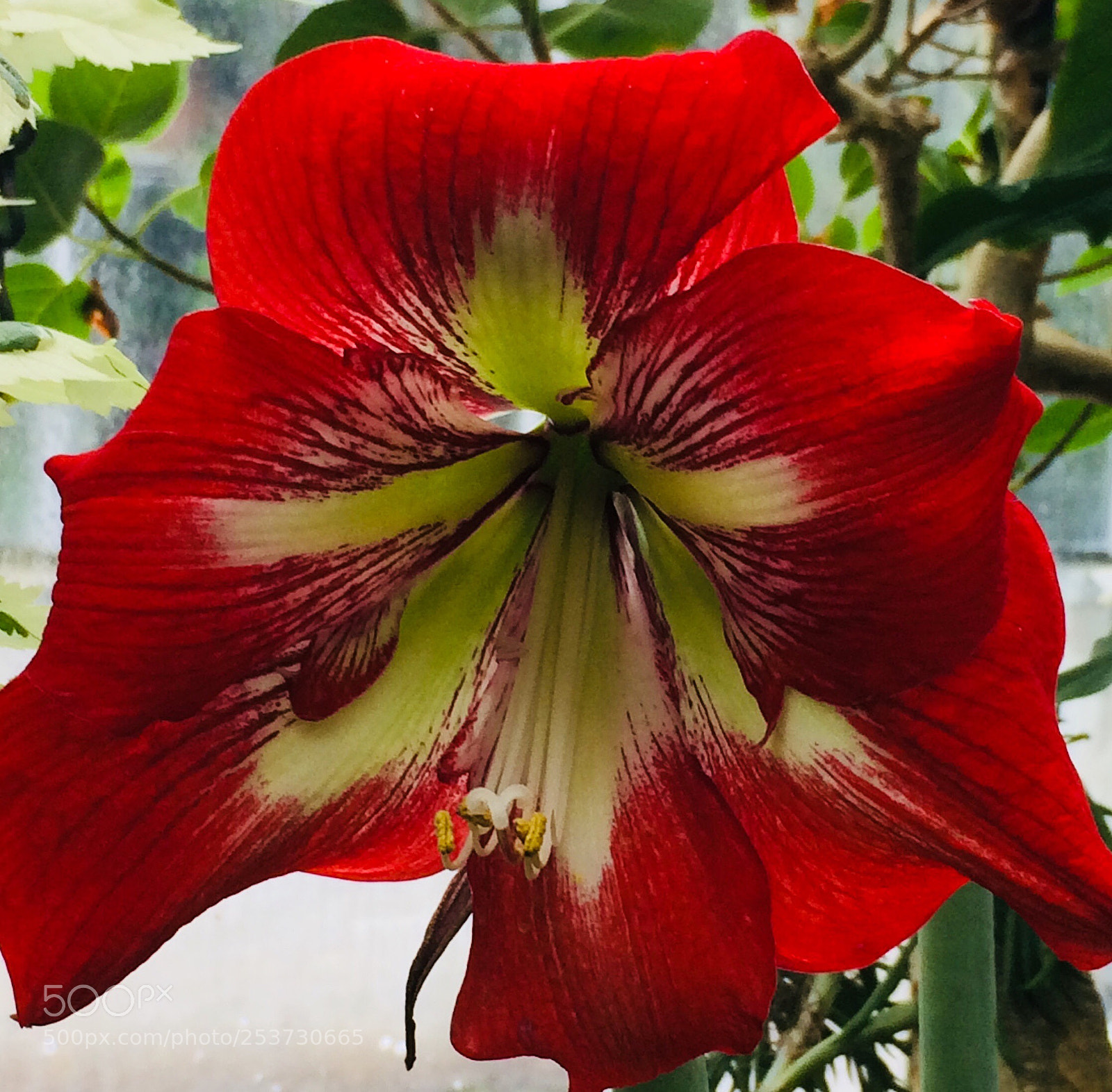 Apple iPhone 5s sample photo. Nature is amazing photography