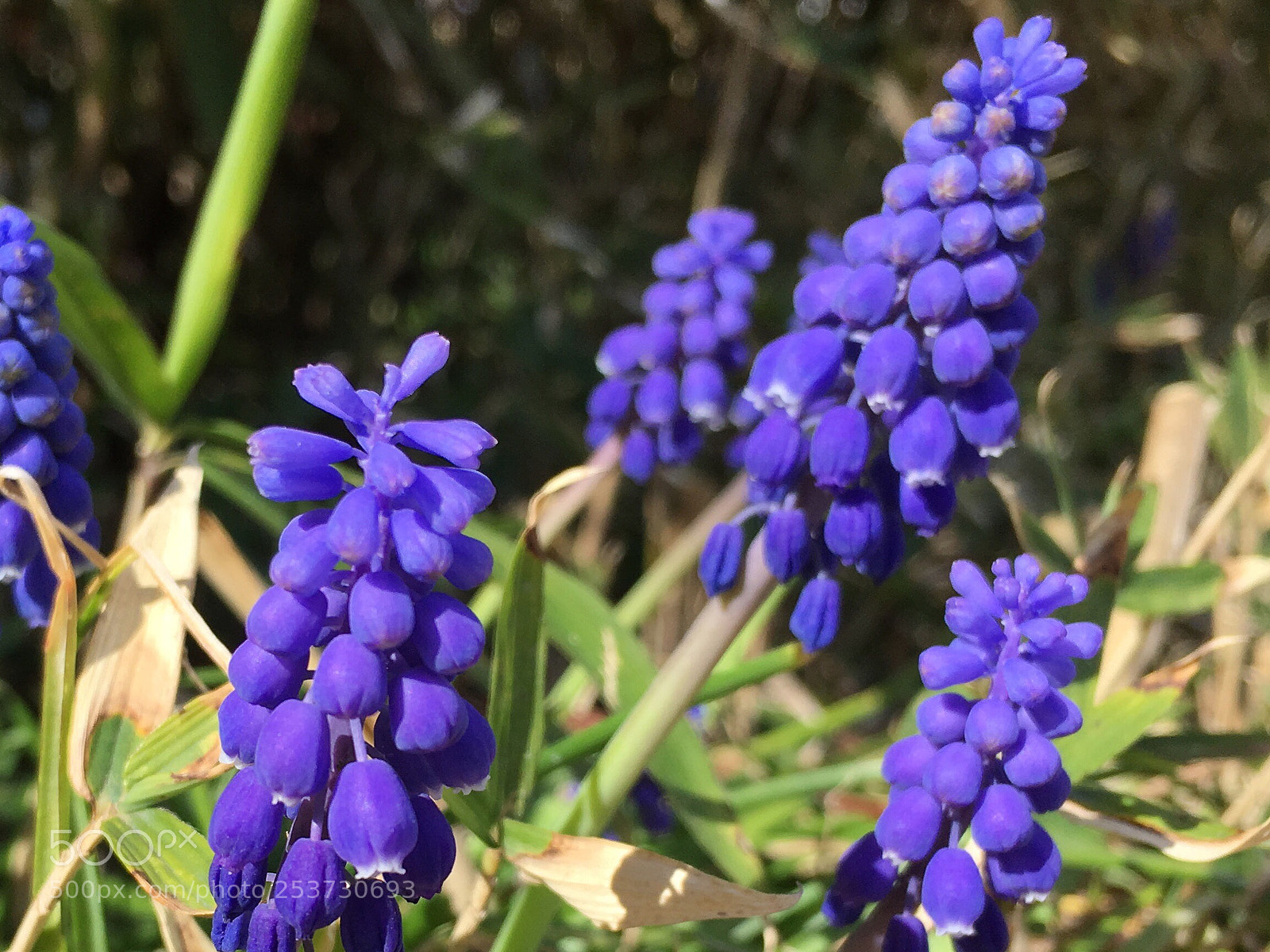 Apple iPhone SE sample photo. Blue colour photography