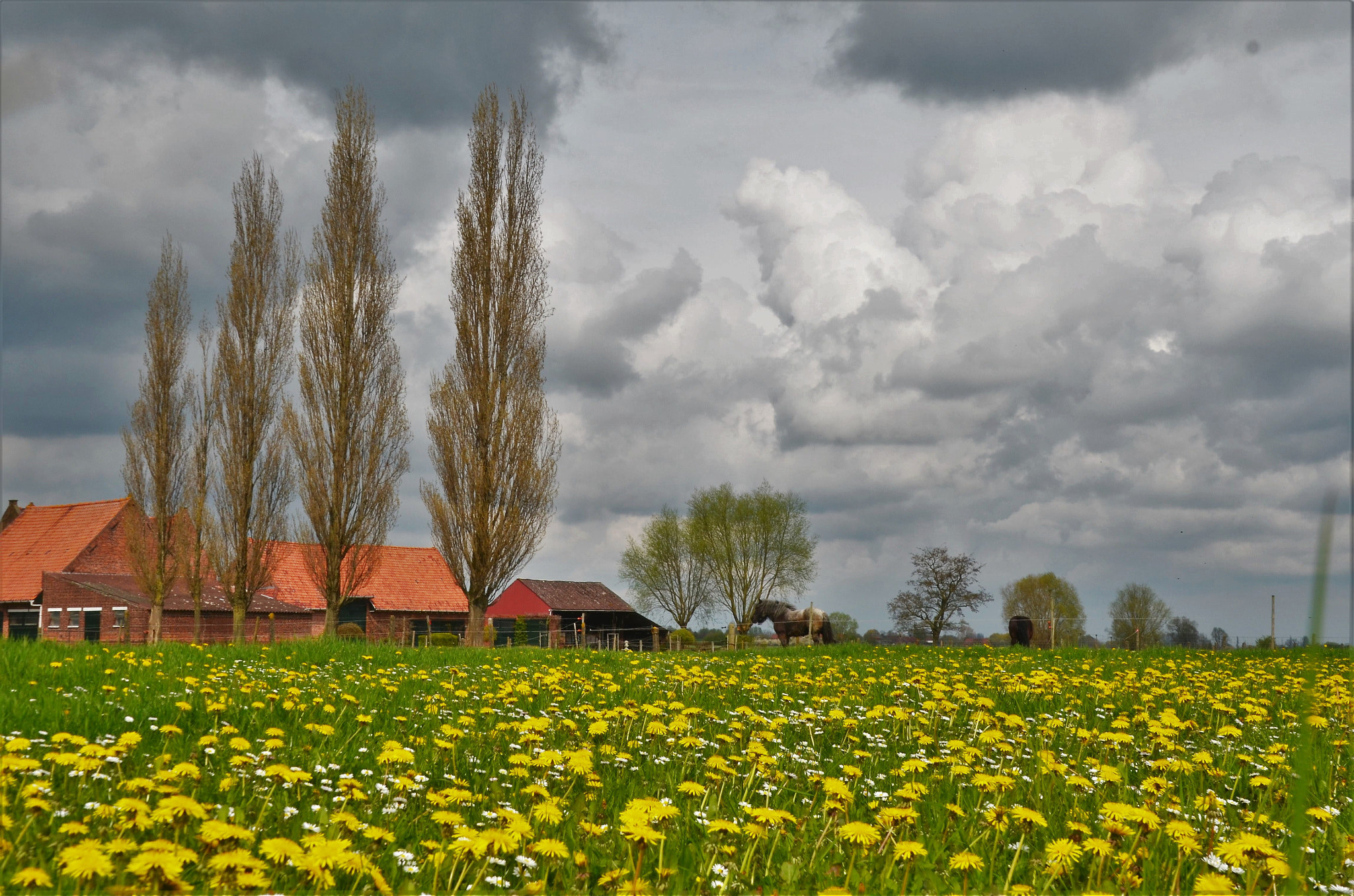 Nikon D7000 sample photo. Dandalion meadow photography