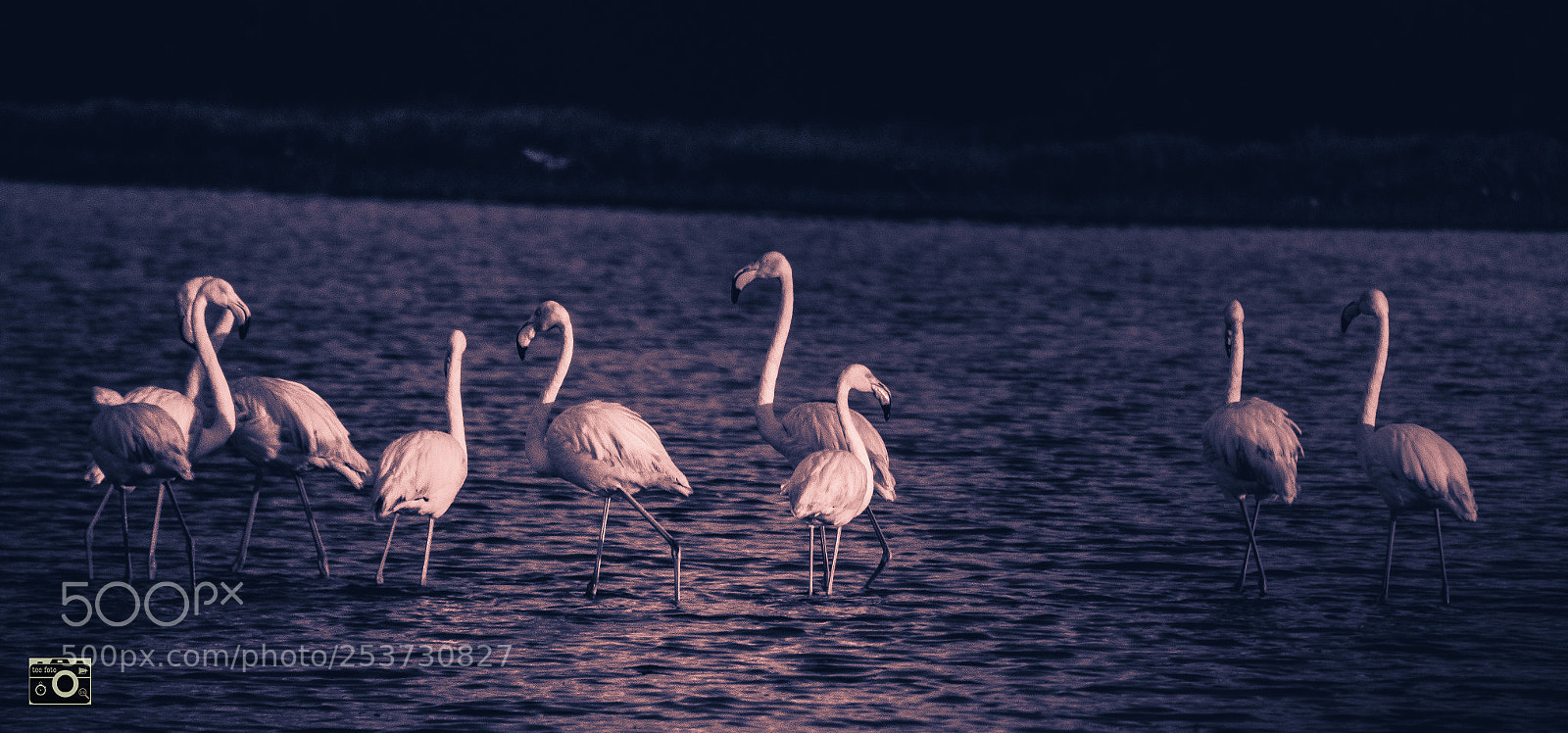 Nikon D7200 sample photo. Morning stroll photography