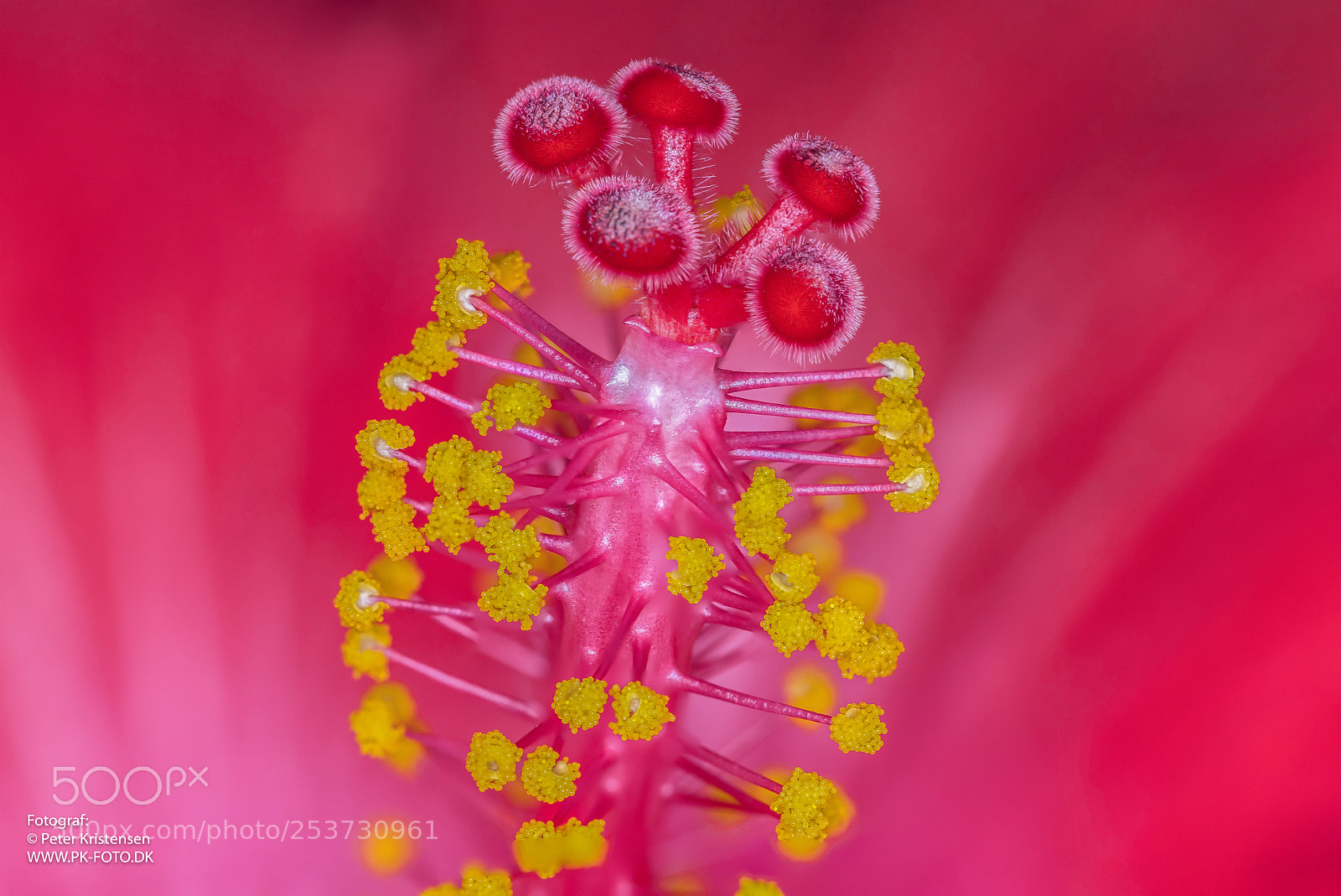 Canon EOS 6D Mark II sample photo. Hibiscus photography