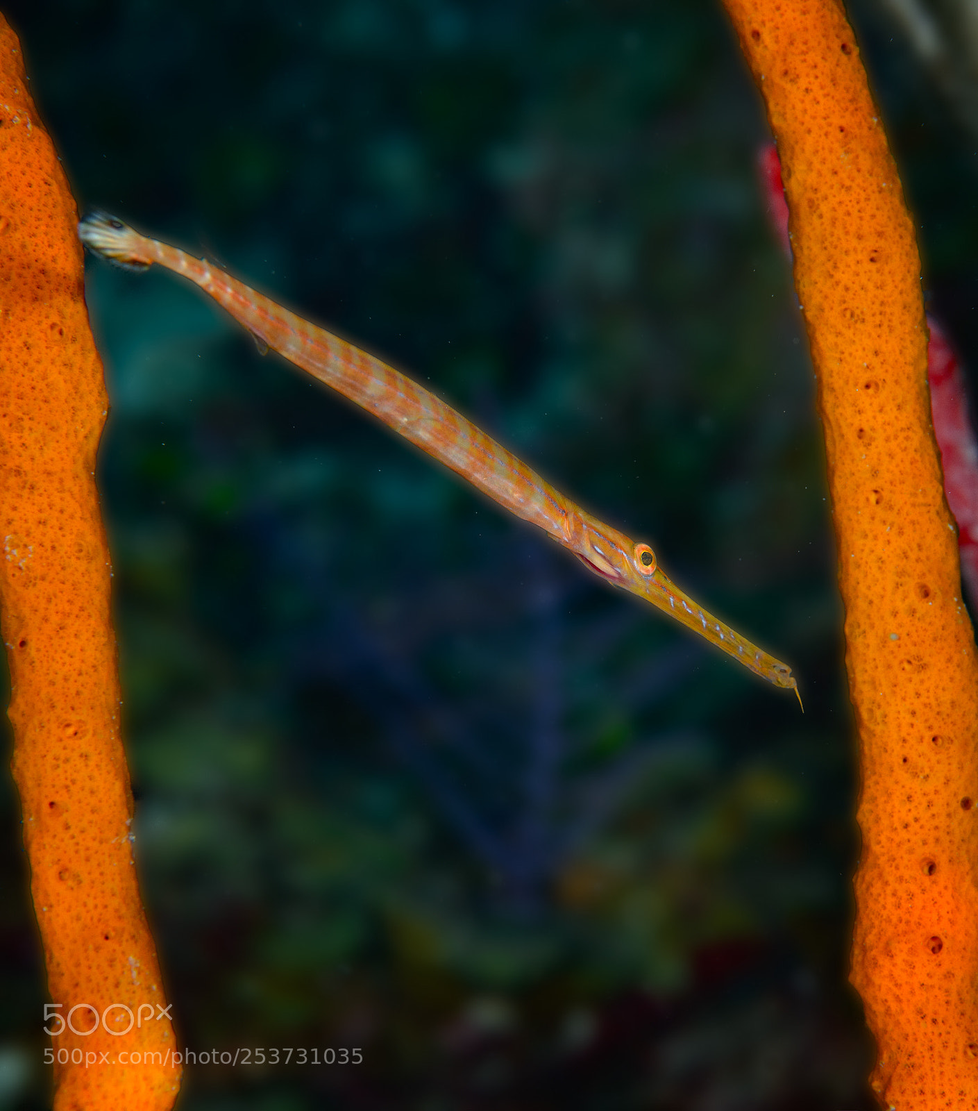 Nikon D800 sample photo. Juvenile trumpetfish photography
