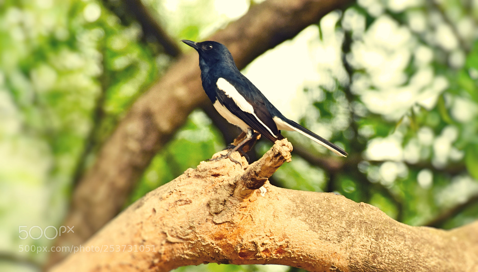 Nikon D3400 sample photo. Llll  দোয়েল  llll (oriental magpie-robin) photography