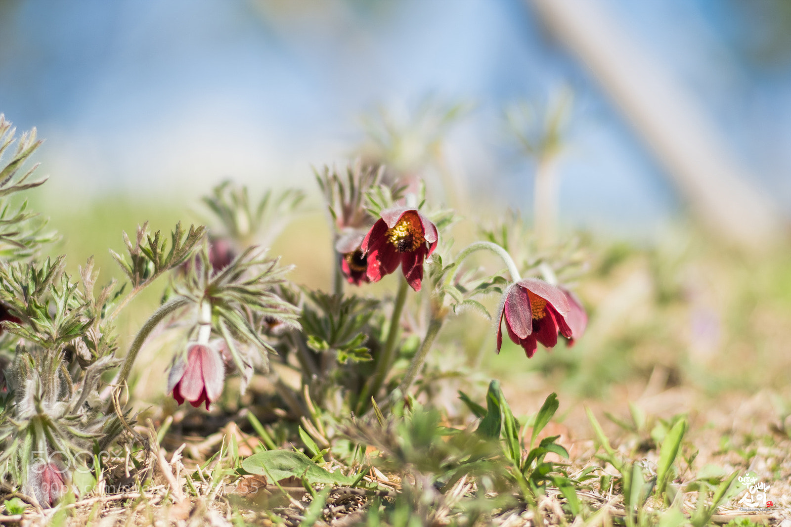 Fujifilm X-T2 sample photo. Korean pasque flower 03 photography