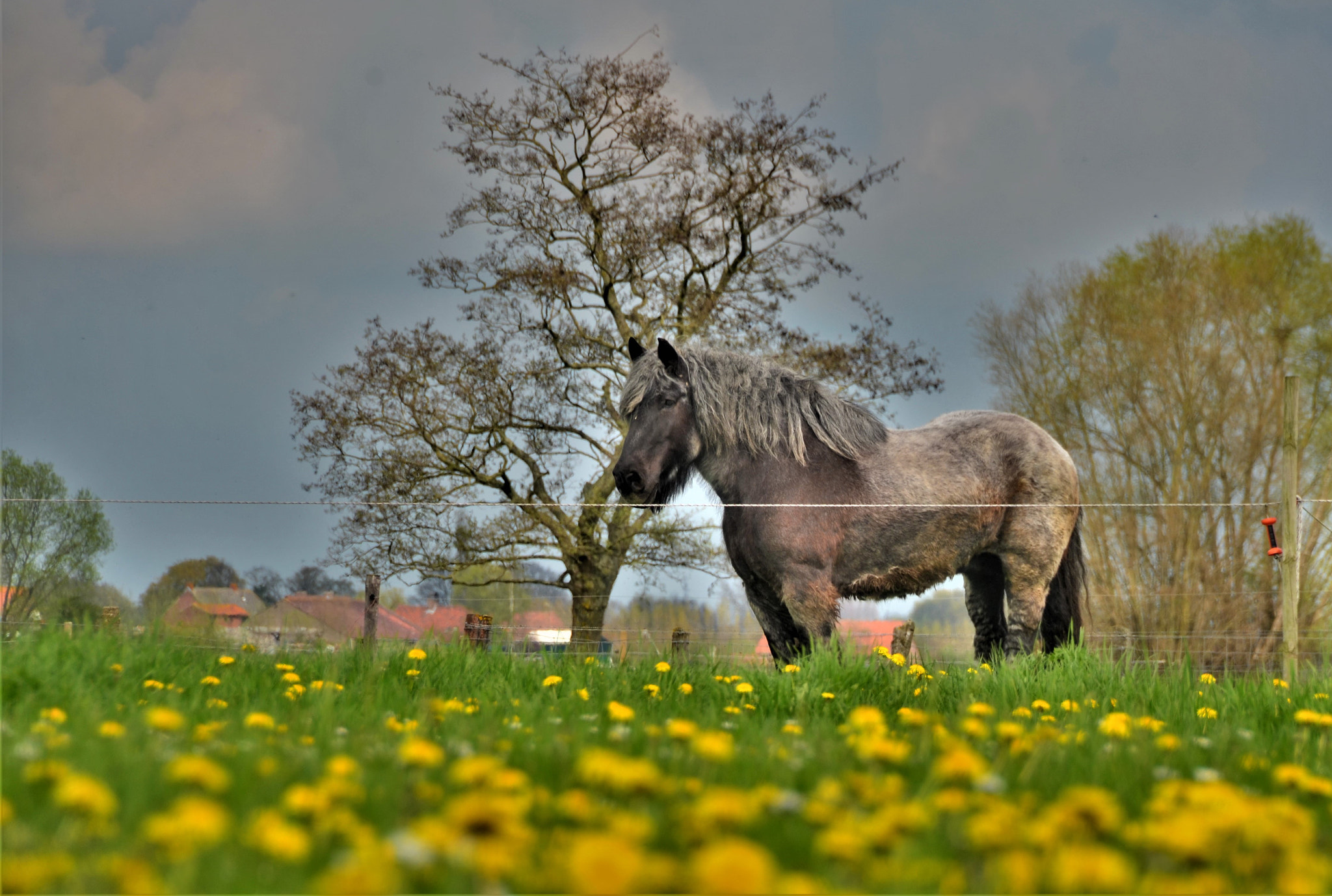 Nikon D7000 sample photo. Farm horse photography