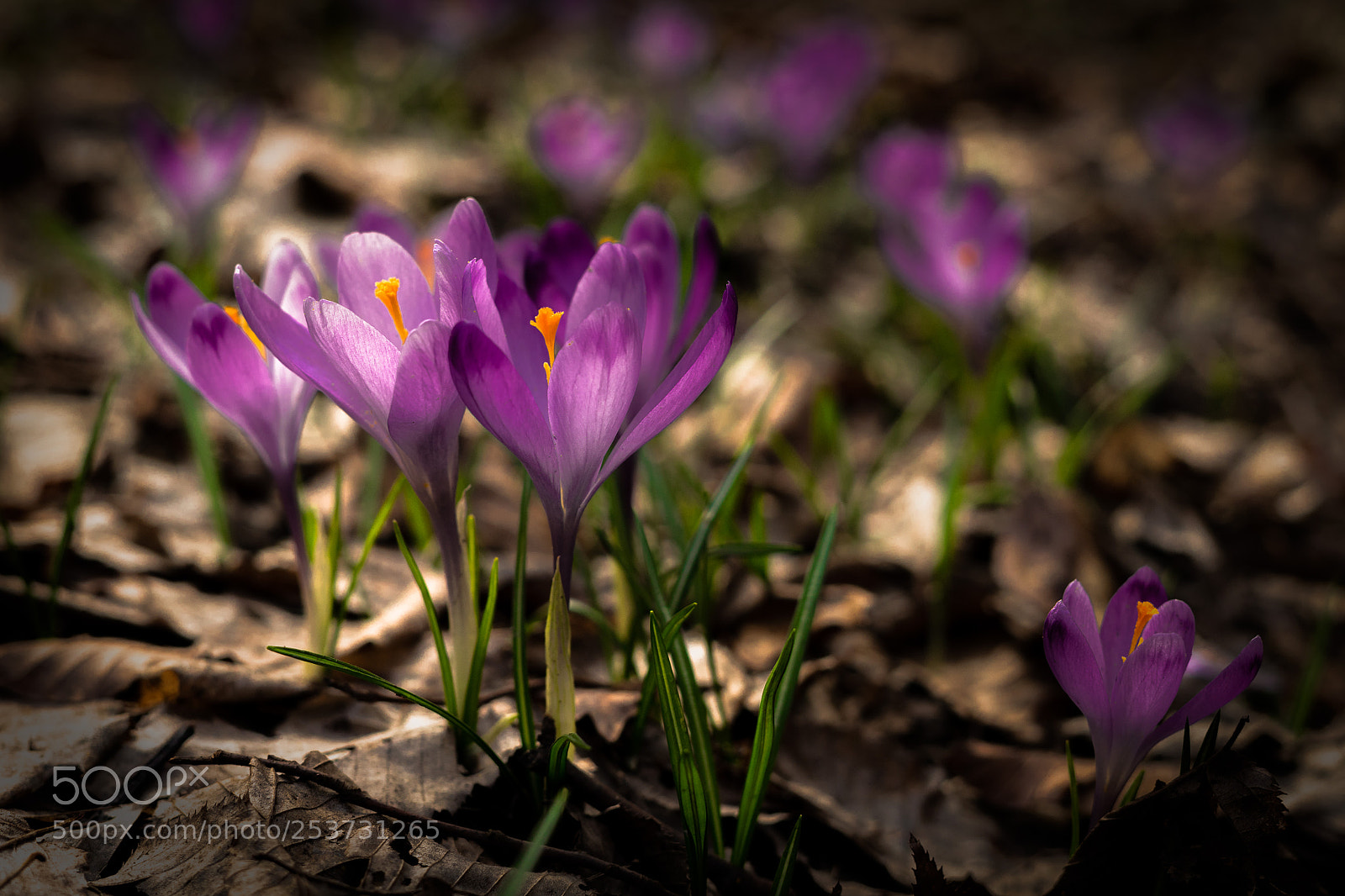 Sony a7 II sample photo. Spring start. photography