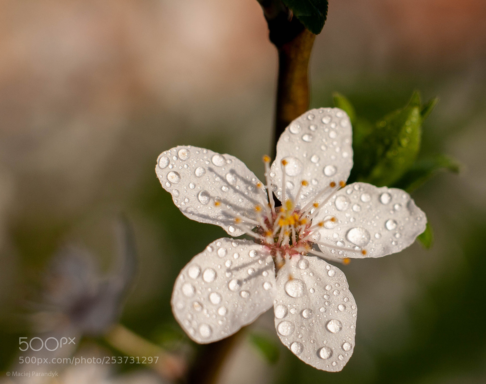 Canon EOS 5D sample photo. Mg photography