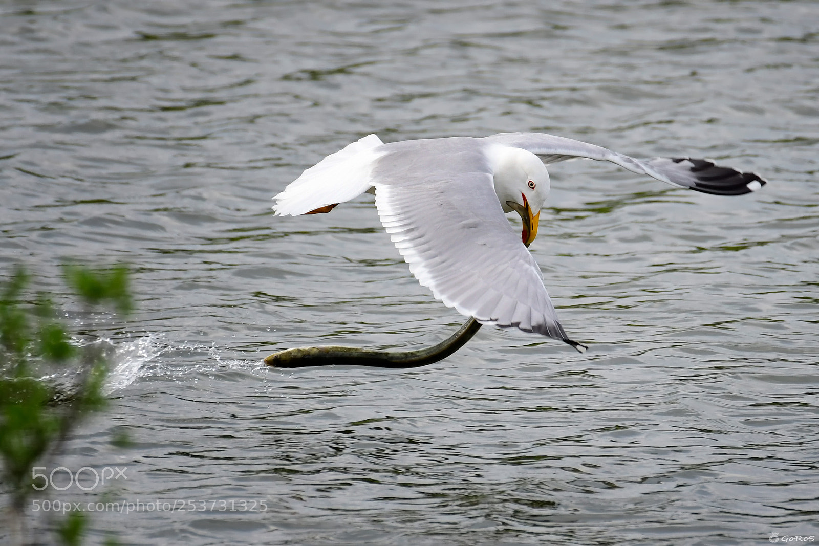Nikon D500 sample photo. Gaviota pescadora por urdaibai photography