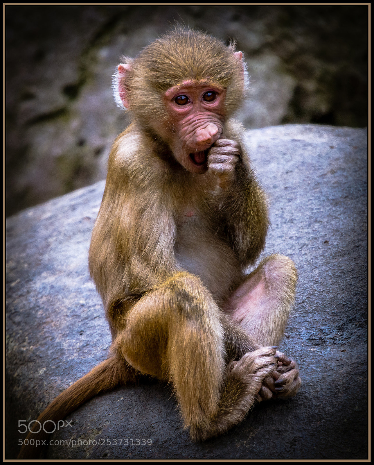 Nikon D7200 sample photo. Sooooo cute... photography