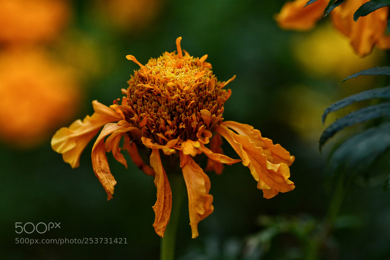 Nikon D7100 sample photo. Untitled photography