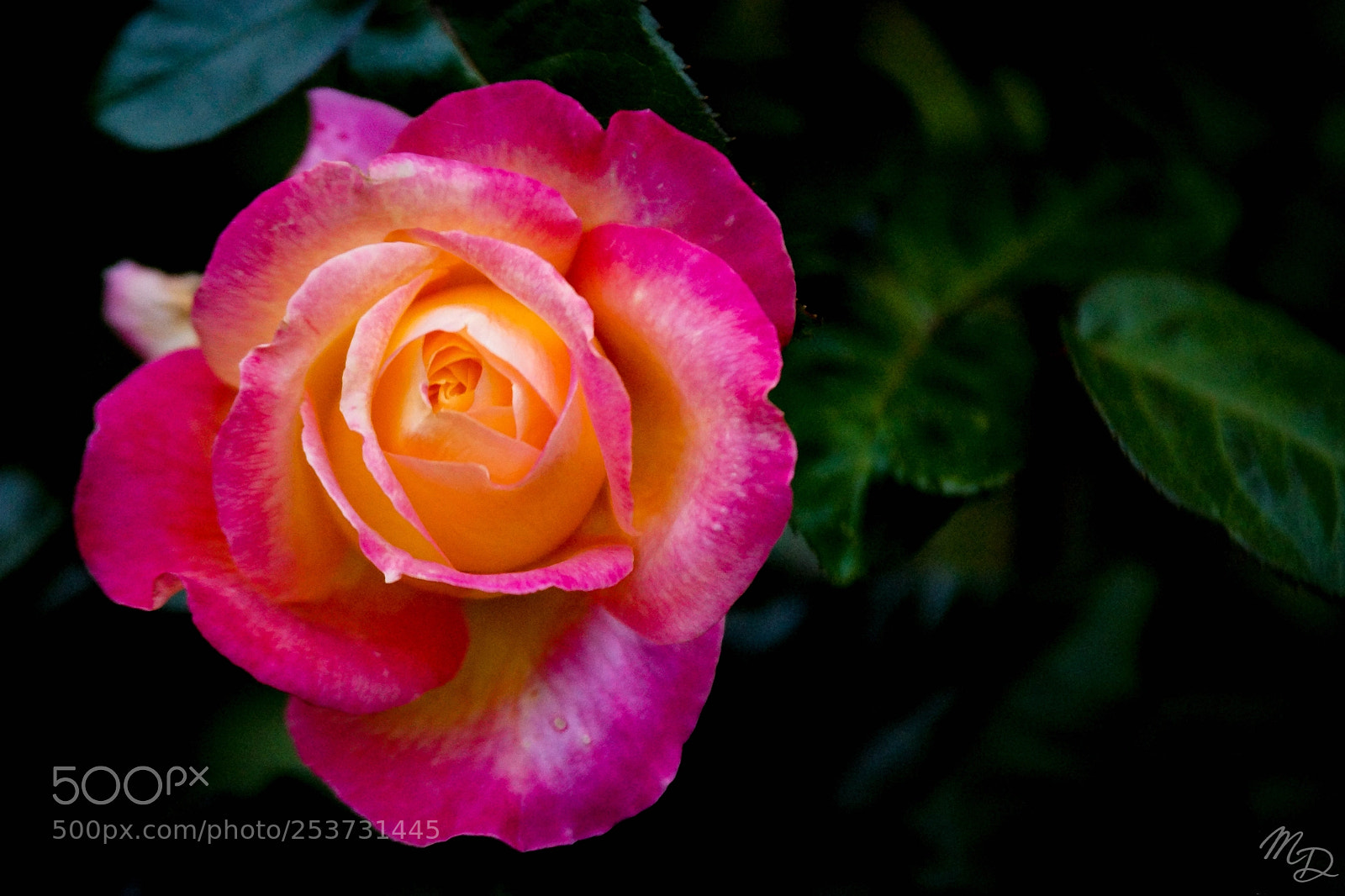 Sony SLT-A77 sample photo. New zealand flora photography