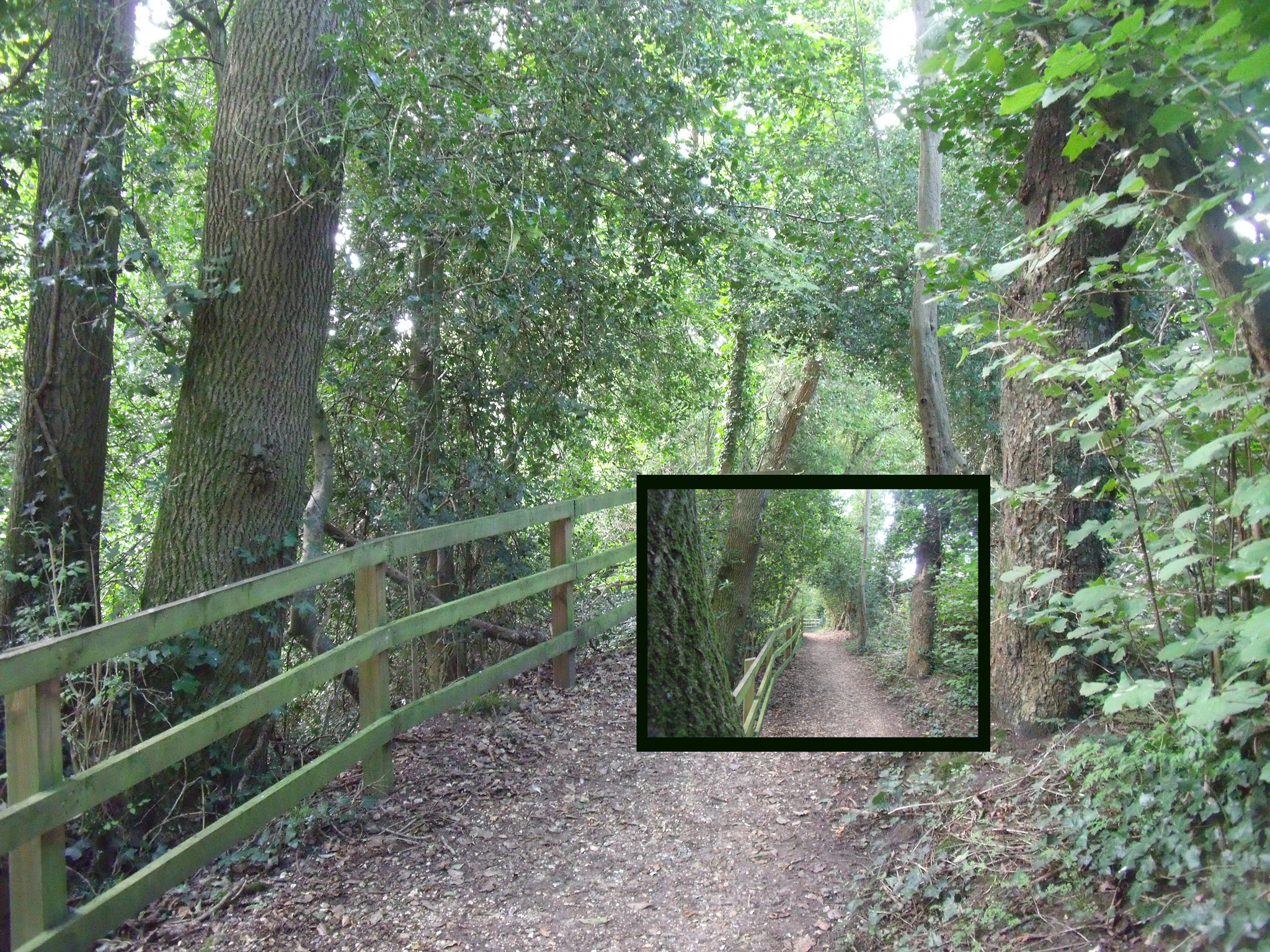 Fujifilm FinePix J210 sample photo. Path on a path possible improvement photography